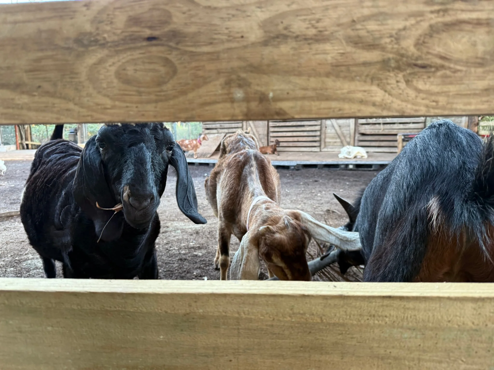 Las cabras de Dominga.