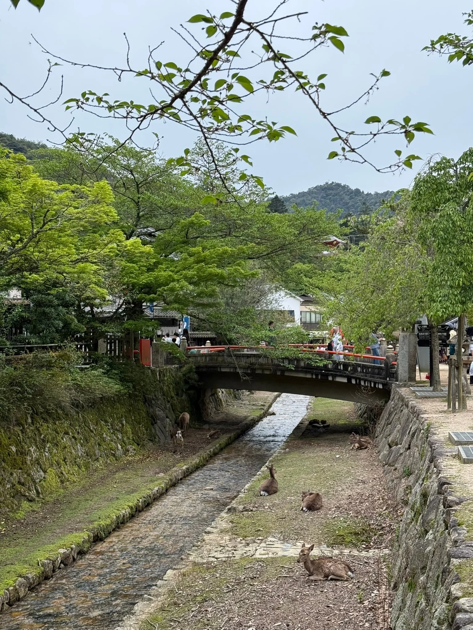 Miyajima photo 3