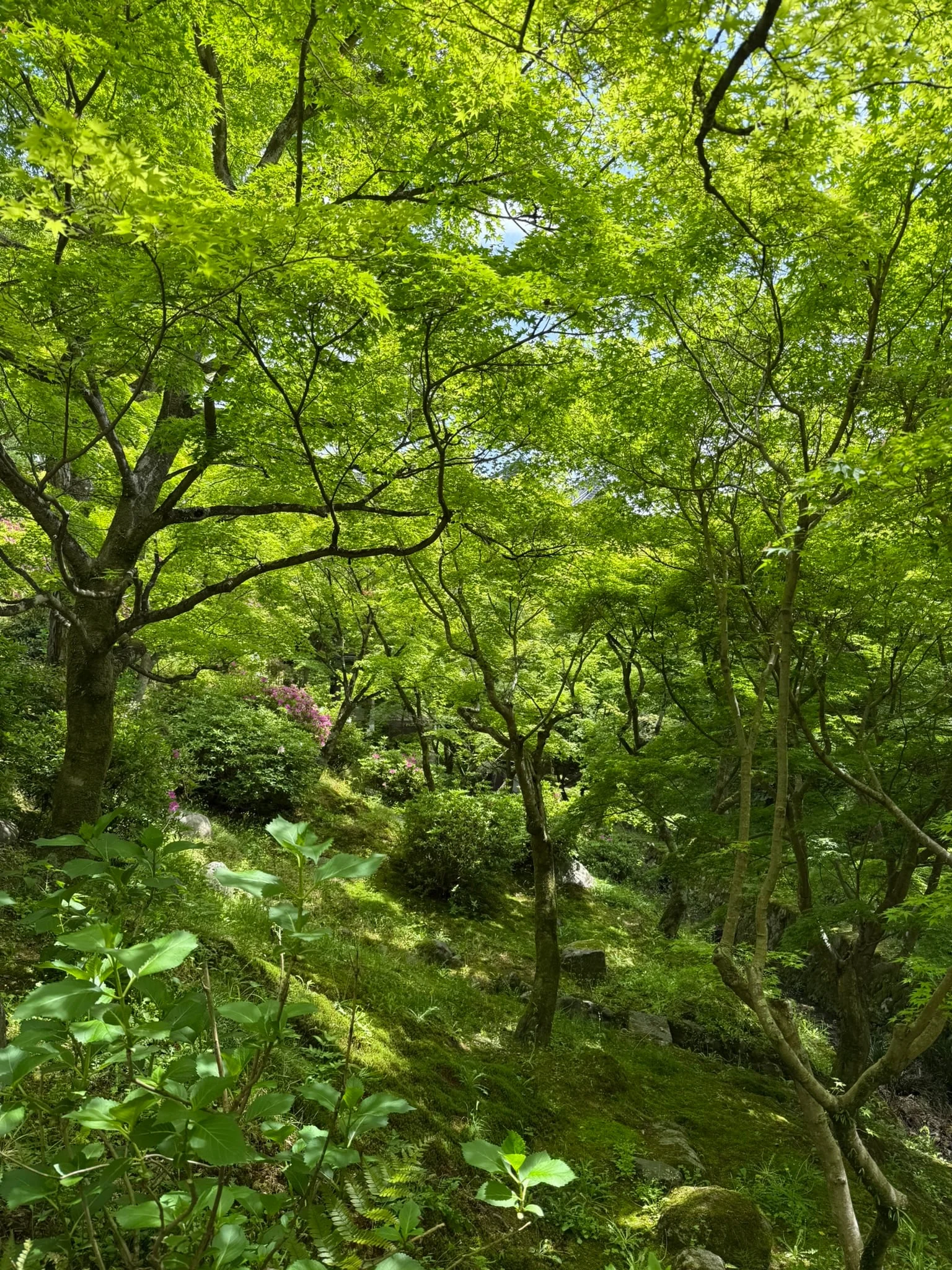 Kyoto photo 1