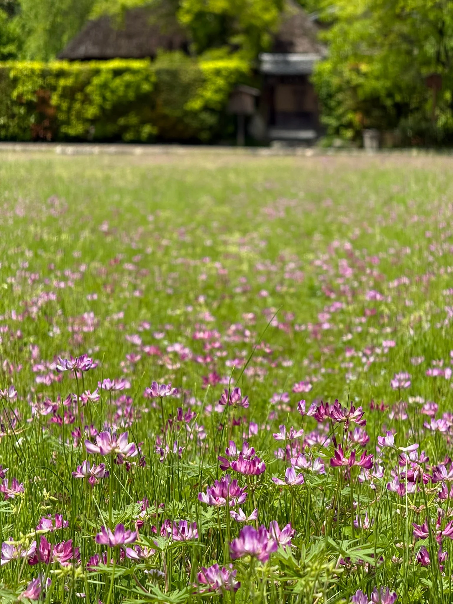 Kyoto photo 20