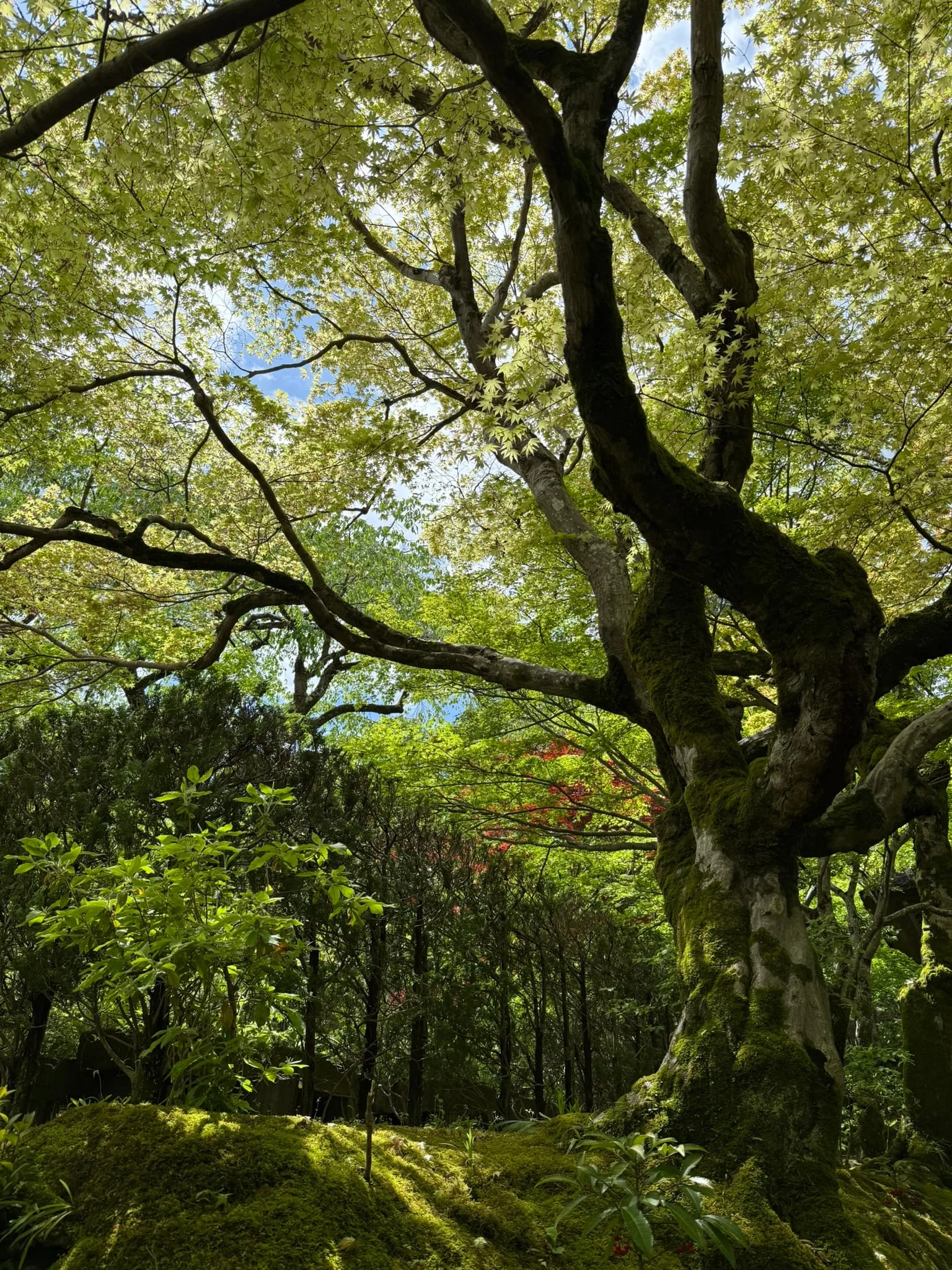 Kyoto photo 21