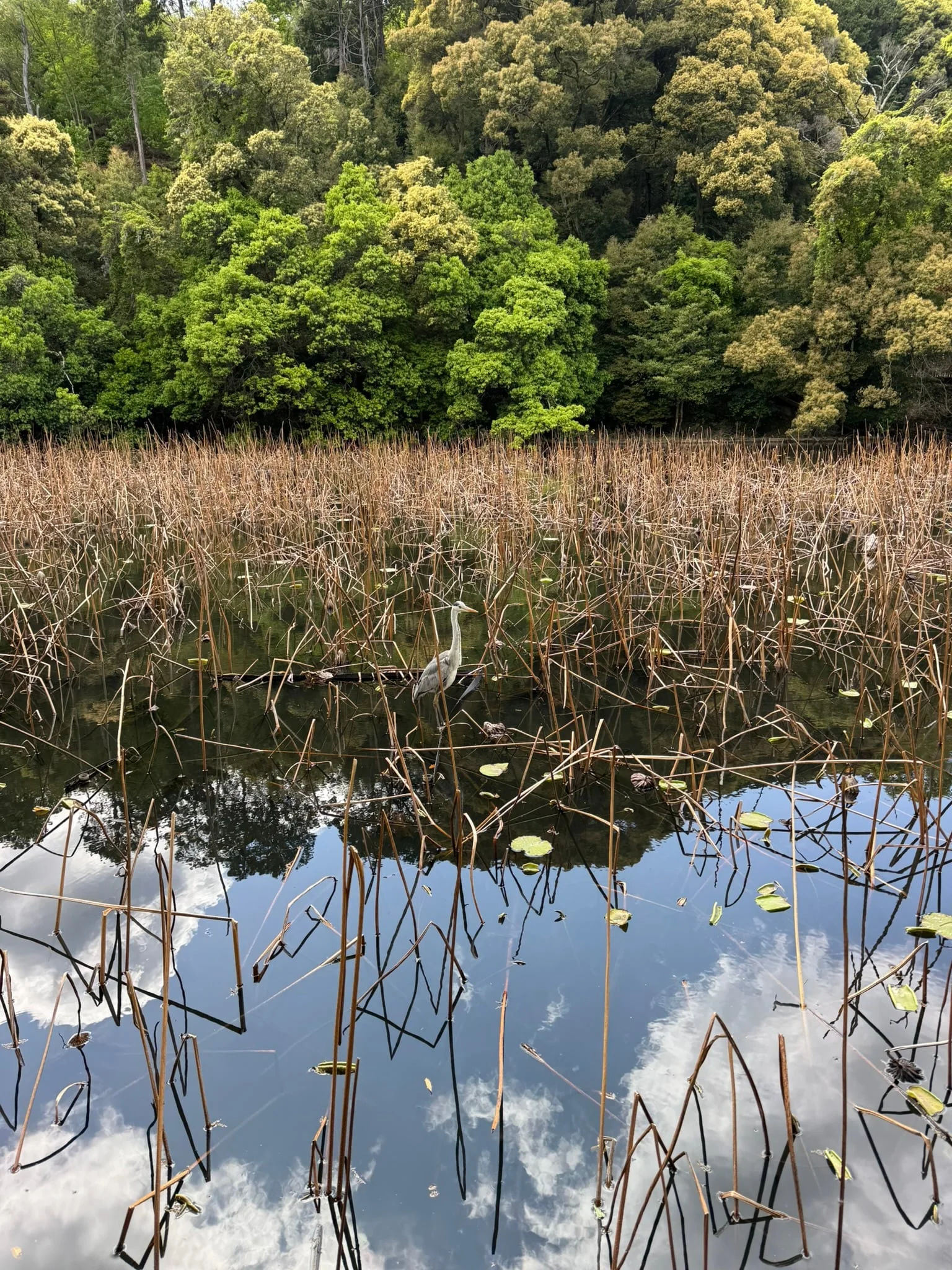 Kyoto photo 27