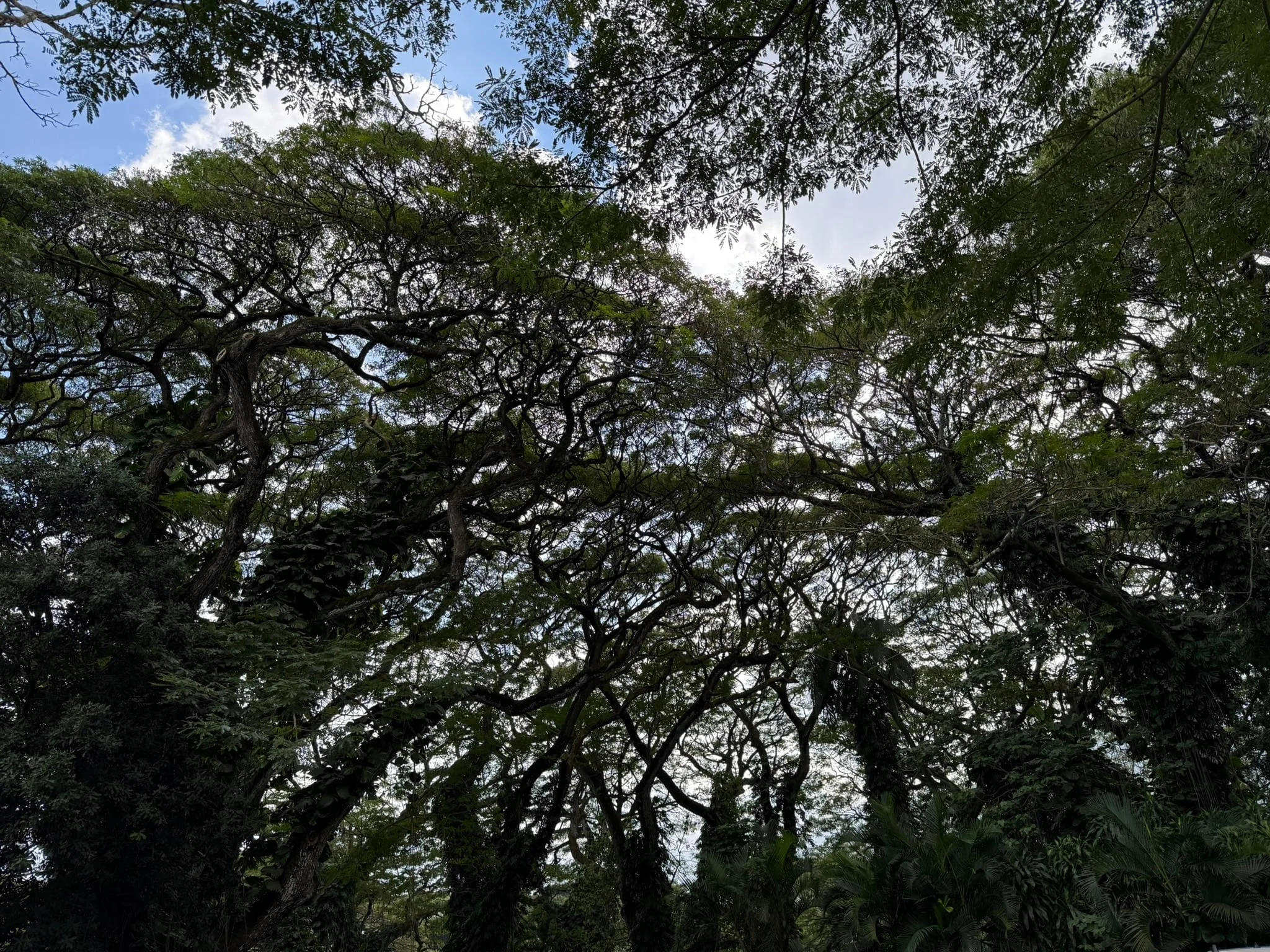 Trees